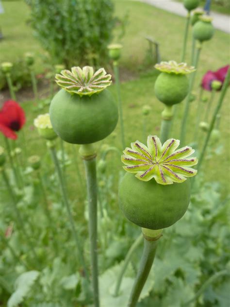 File:Papaver somniferum 'Opium poppy' (Papaveraceae) seed pod.JPG - Wikimedia Commons