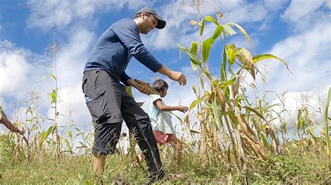 Foreigner Harvesting Corn - Start To Finish - Province Style ...