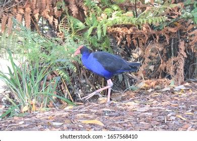 880 Pukeko Birds Images, Stock Photos, 3D objects, & Vectors | Shutterstock