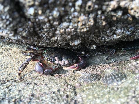 Morro Bay Wildlife Spotlight: Striped Shore Crab (Pachygrapsus crassipes)