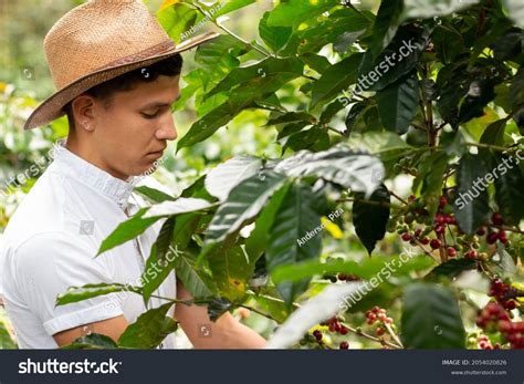 Coffee Farm: Over 76,277 Royalty-Free Licensable Stock Photos | Shutterstock