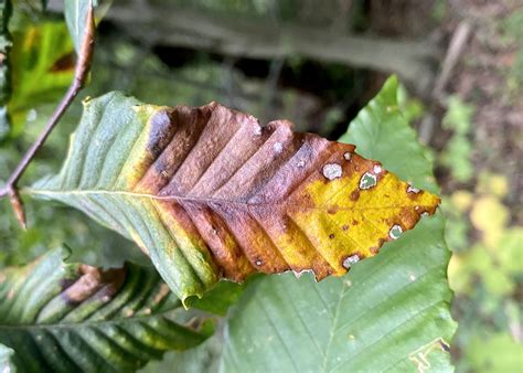 Beech leaf disease threatens America’s forests Bio.News