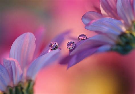 Download 1920x1348 Purple Flowers, Petals, Water Drops, Macro Wallpapers - WallpaperMaiden Water ...