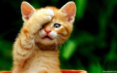 Kittens Screensavers Wallpaper (48+ images)