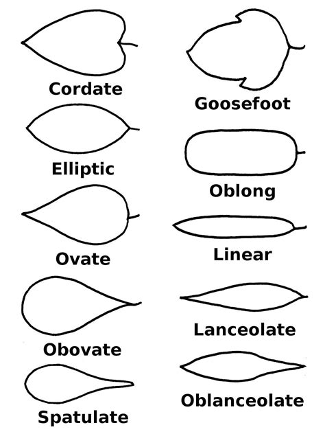 Illustrations of Leaf Shapes - Wildflowers of Joshua Tree Country