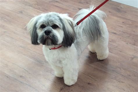 Cute grooming! | Lhasa apso, Tibetan dog, Dog grooming