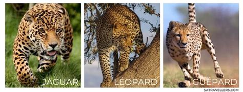 [dernier] jaguar image guépard 326611 - Kannovycd86