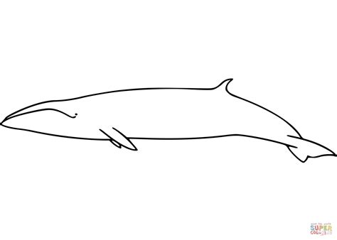 Sei Whale coloring page | Free Printable Coloring Pages