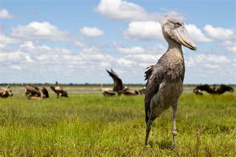 There is something about the shoebill's proportions that is unsettling ...