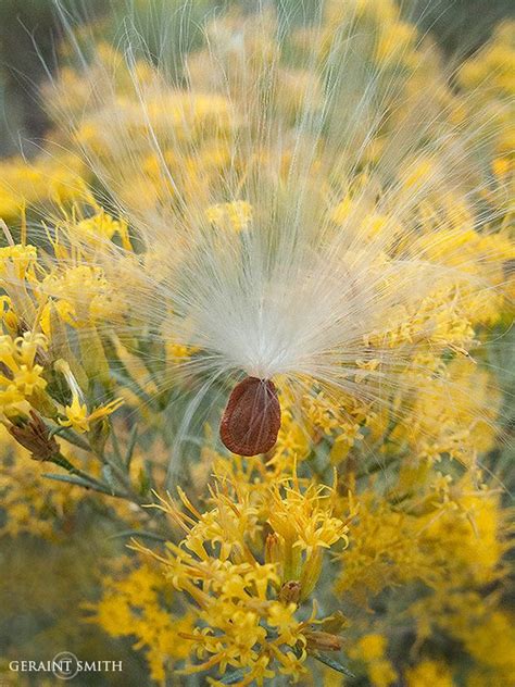 Milkweed Seed And Rabbit Brush | Geraint Smith Photography