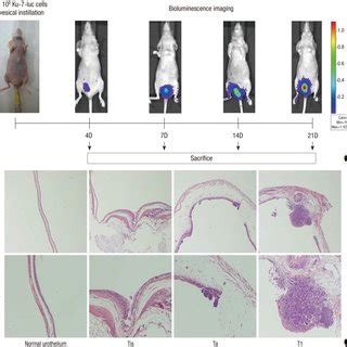 Serial bioluminescence imaging and histopathological findings in the ...