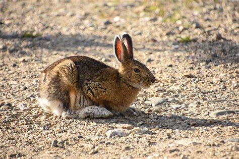 Where to see wildlife in Denali National Park