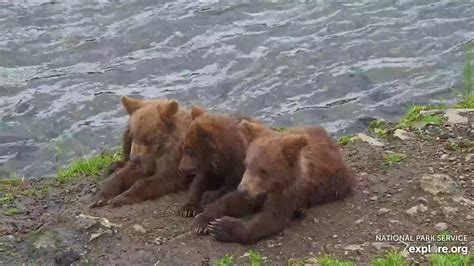 Brooks Falls Brown Bears Snapshot taken by Tripp54 | Explore.org