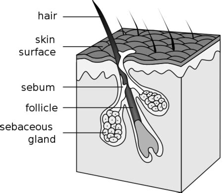 Sabaceous Glands | Definition, Location & Examples - Lesson | Study.com