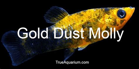 Gold Dust Molly - Overview, Habitat, Care and FAQs - True Aquarium