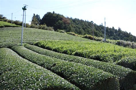 Young tea enthusiasts on mission to save industry in Japan | Japan ...