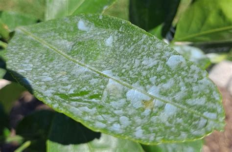 mildew - What kind of orange tree disease (or not) is this? - Gardening & Landscaping Stack Exchange