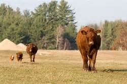 Raising Beef Cattle - Home