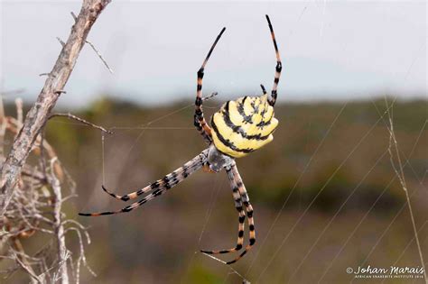 Garden Orb Weaving Spider South Africa | Fasci Garden