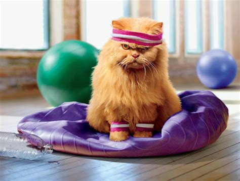 BEST CAT EXERCISE EQUIPMENTS