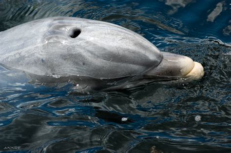 Flipper the dolphin | Annet den Boer | Flickr