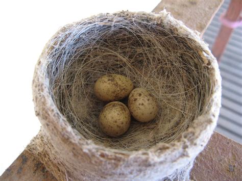 Willy Wagtail eggs | Annette Kelleher | Flickr