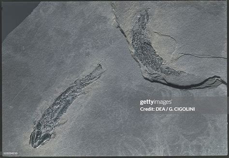 Fossils - Deuterostomia - Chordata - Sarcopterygii - Osteolepis -... News Photo - Getty Images