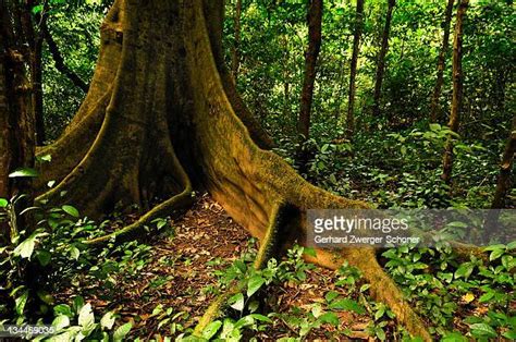 99 Cuc Phuong National Park Stock Photos, High-Res Pictures, and Images ...