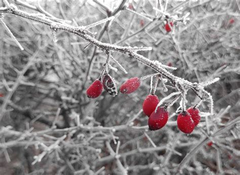 Free picture: winter, frost, branch, tree, berry, nature, snow, fruit