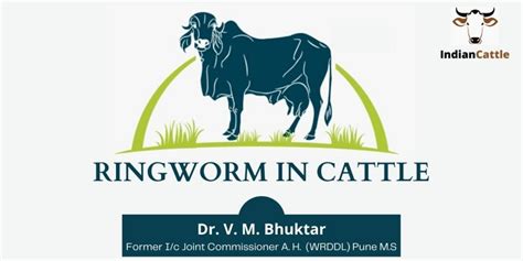 Treatment and Prevention of Ringworm in Cattle » Indian Cattle