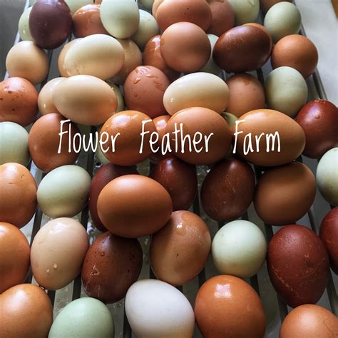 Flower Feather Farm | Local Hens