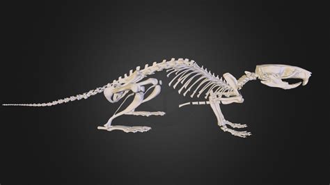 Rat skeleton - 3D model by Mieke Roth (@miekeroth) [ss2yfIM] - Sketchfab