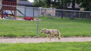 What Does Coyote Poop Look Like? (Coyote Droppings in Your Yard)