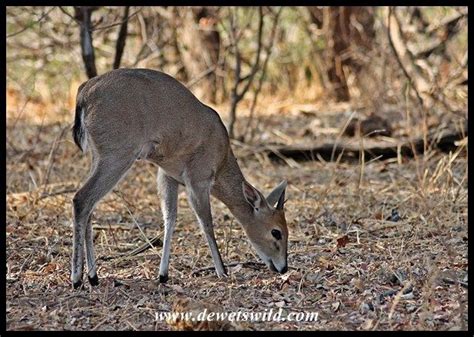 Common Duiker feeding | Mammals, Animals, Antelope