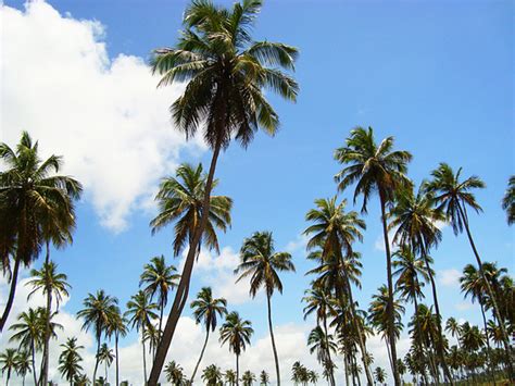 Free illustrator coconut tree Photos & Pictures | FreeImages