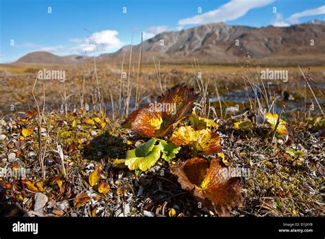 Tundra plants. Denali National Park. Alaska. USA Stock Photo - Alamy