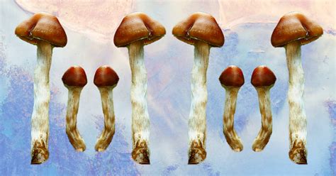 Psilocybe subaeruginosa: Australia’s Famed Magic Shroom | DoubleBlind Mag