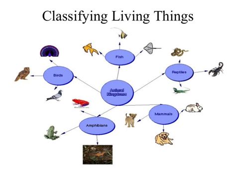 Chap2 classifying living things