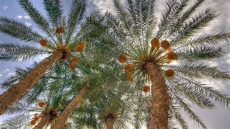 How To Grow A Date Palm Tree From Seed - Easy Tips For Date Fruit ...