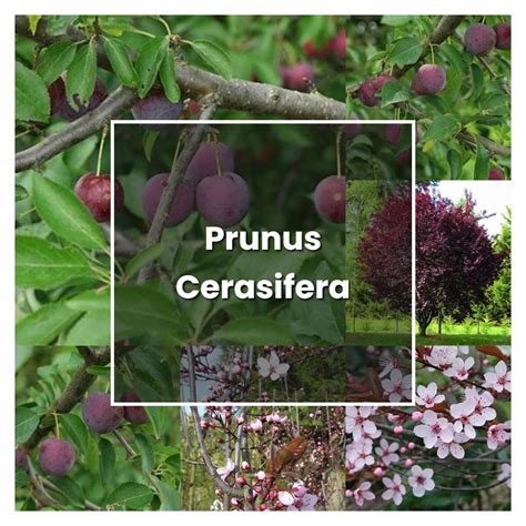 How to Grow Prunus Cerasifera - Plant Care & Tips | NorwichGardener