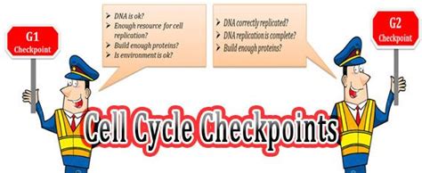 Regulation of Cell Cycle by 3 Checkpoints | easybiologyclass