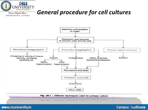 Cell culture and its types