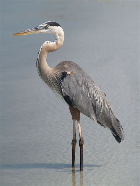 116 best images about Herons. paintings .photos. drawings on Pinterest ...