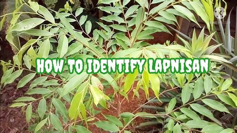 🌿LAPNISAN PART 1 How to Identify Young Lapnisan Tree #Lapnisan # ...