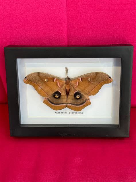 Antheraea polyphemus – Pixley's Oddities