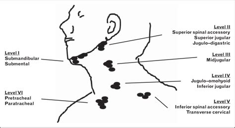 [DIAGRAM] Neck Lymph Node Levels Diagram - MYDIAGRAM.ONLINE