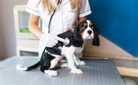 Cavalier King Charles Spaniel Health Problems: Symptoms & Diagnosis ...