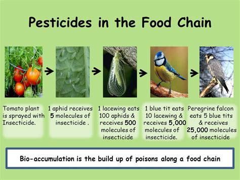 Pesticides In Food Chain