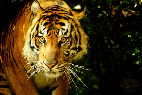 Sumatran Tiger | The critically endangered Sumatran Tiger (P… | Flickr