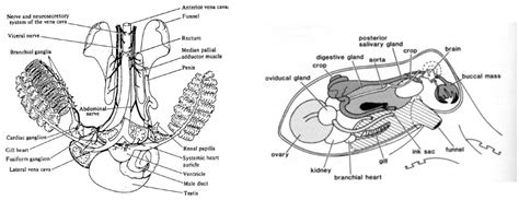 Hapalochlaena Fasciata (blue-lined octopus) - Cardiovascular System